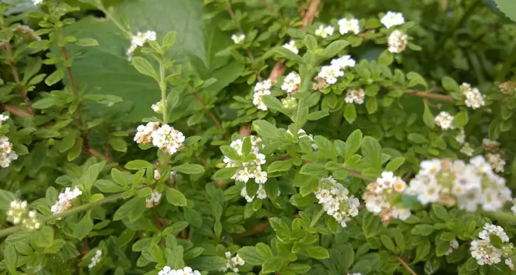 Lippia Micromera Jamaican Oregano Spanish Thyme