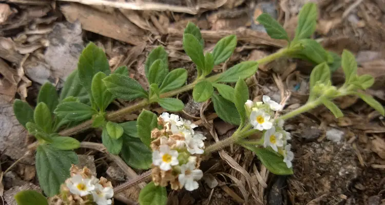 Lippia Micromera Leaves And Flowers