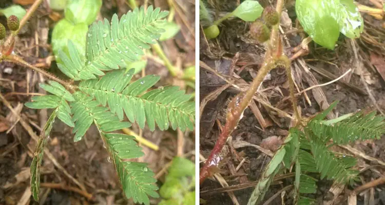 Mimosa Pudica Defense Mechaism