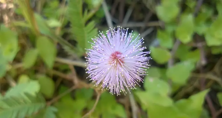 Mimosa Pudica Flower Puff