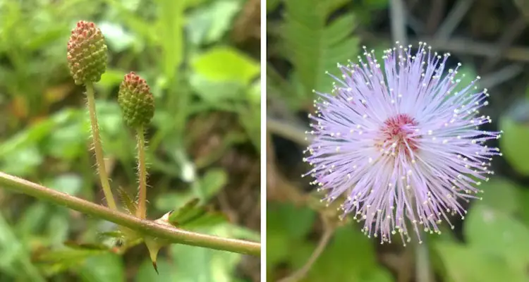 Mimosa Pudica Flower