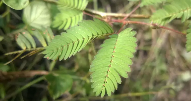 Mimosa Pudica Leaves