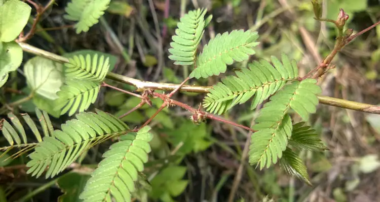 Mimosa Pudica Plant