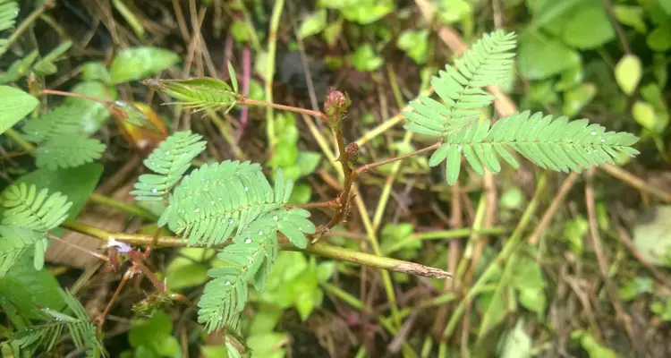 Mimosa Pudica Regrowth