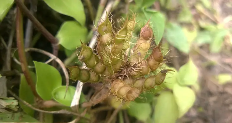 Mimosa Pudica Seed Pod