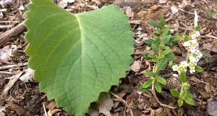 Plectranthus Aboinicus vs Lippia Micromera