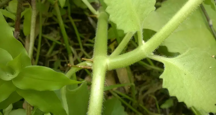 Spanis Thyme Stem With Root Nodes