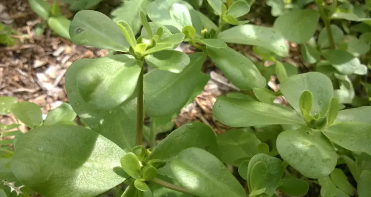 Common Purslane Plants