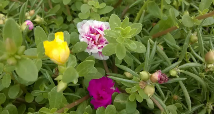 Jump Up And Kiss Me Ornamental Purslane