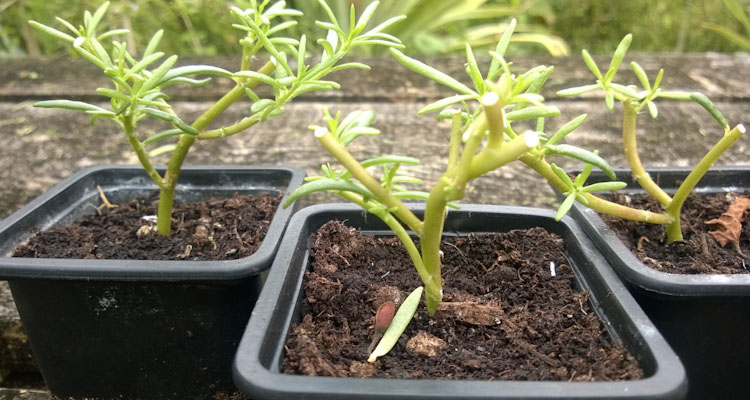 Purslane cuttings In 3 inch pots