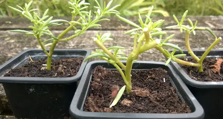 Purslane Cuttings