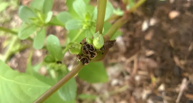 Purslane Seed Pods Open