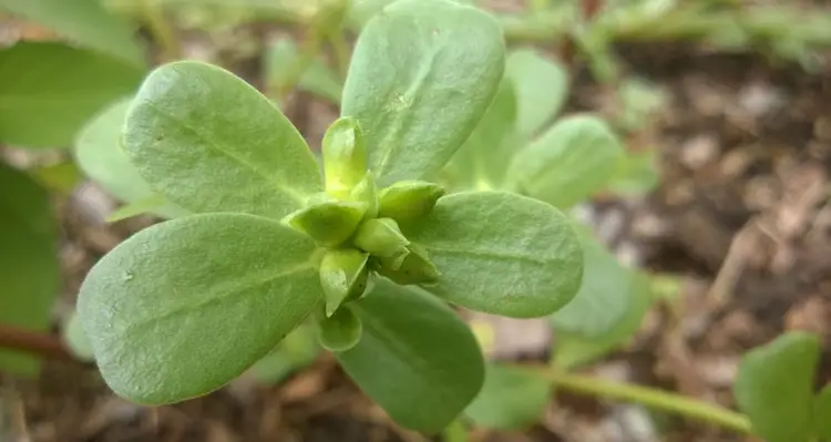 Purslane Seed Pods