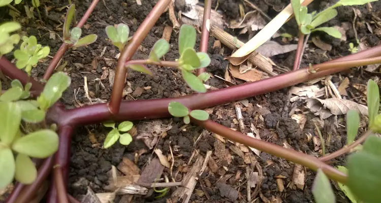 Purslane Stem