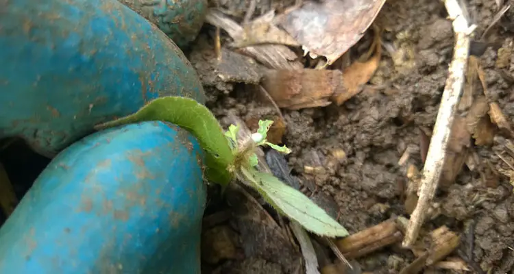 White Latex From Spurge Plant