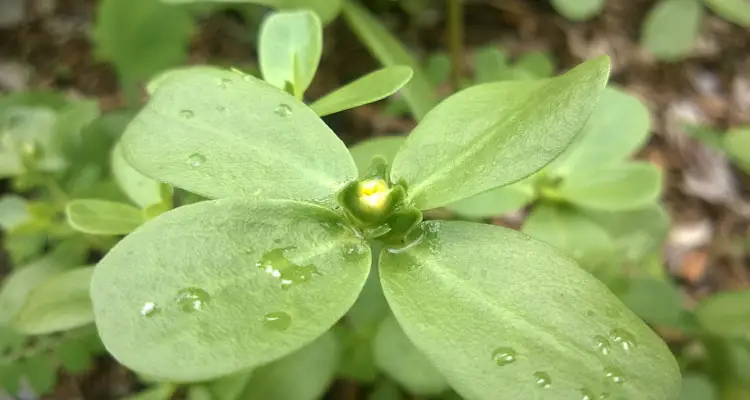 Yellow Purslane Flower