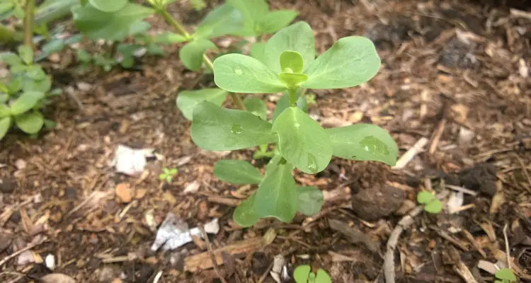 Young Purslane Plant