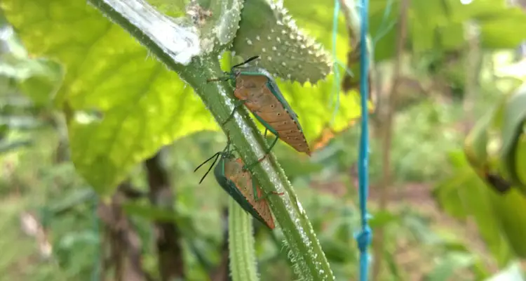 Bugs On Cucumber Vine