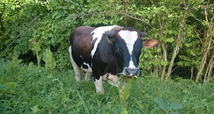 Young Bull Calf Eating Grass