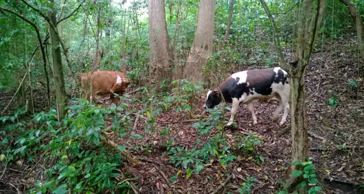 Calf And Mother Grazing