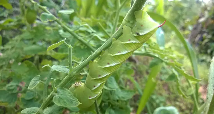 Caterpillar Eating