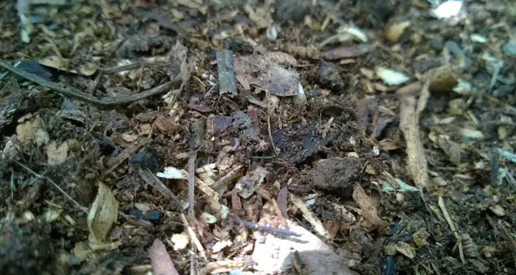 Compost Mulch