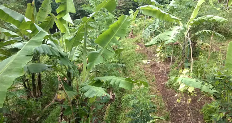 Forest Garden Alley Cropping