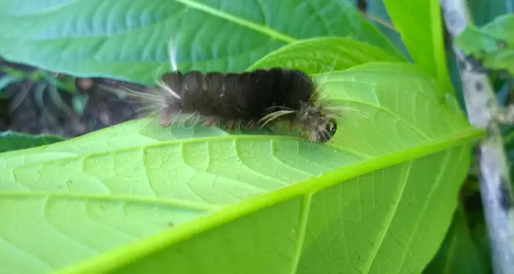 Furry Caterpillar