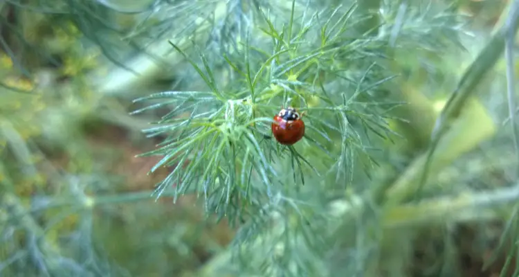 Lady Bug On Dill Plant