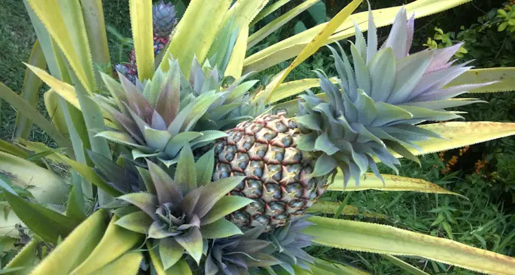 Pineapple Plant