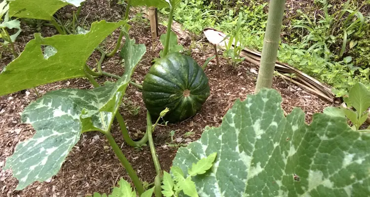 Pumpkin Vine On Tree Bed