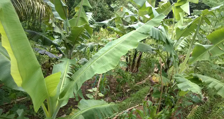 example of syntropic agroforestry system