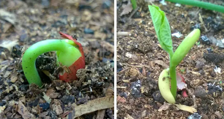 Beans Germinating