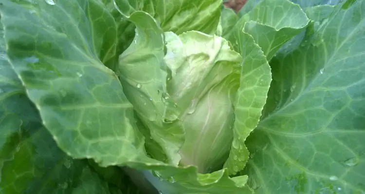 Cabbage In Garden