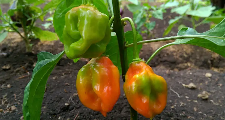 Capsicum Chinense Tree