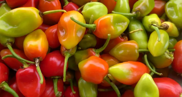 Caribbean Seasoning Peppers