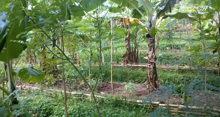 Forest Garden Agroforestry System Month 7