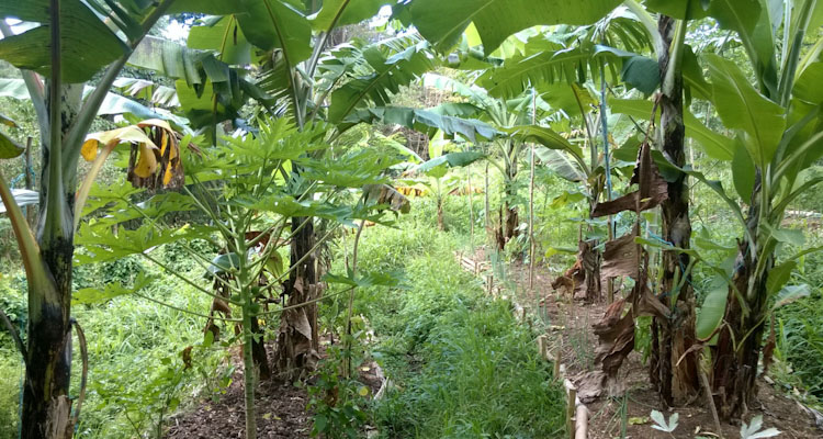 Home Garden Agroforestry System
