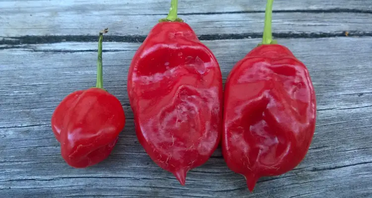 Hot Seasoning Peppers