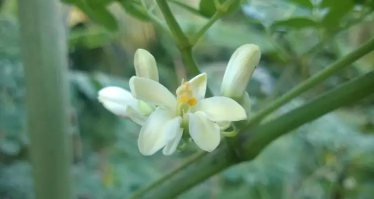 Moringa Flowers