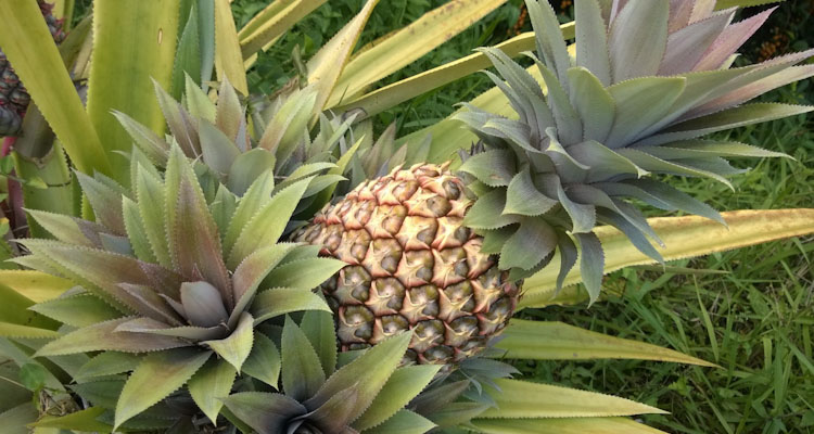 Pineapple In Syntropic Forest