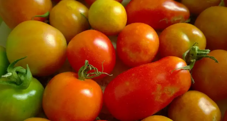 Tomatoes