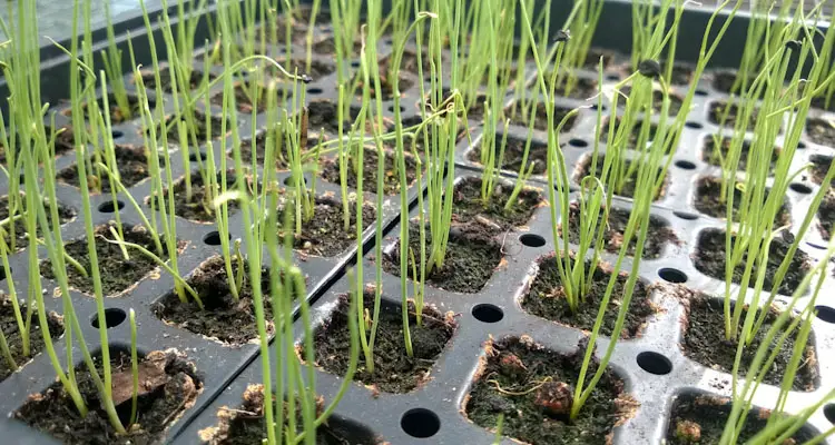 Allium Fistulosum Seedlings