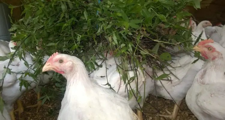 Broiler Chicken Eating Fodder