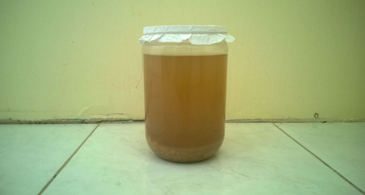 Brown Rice Vinegar Acetic Fermentation Day 0