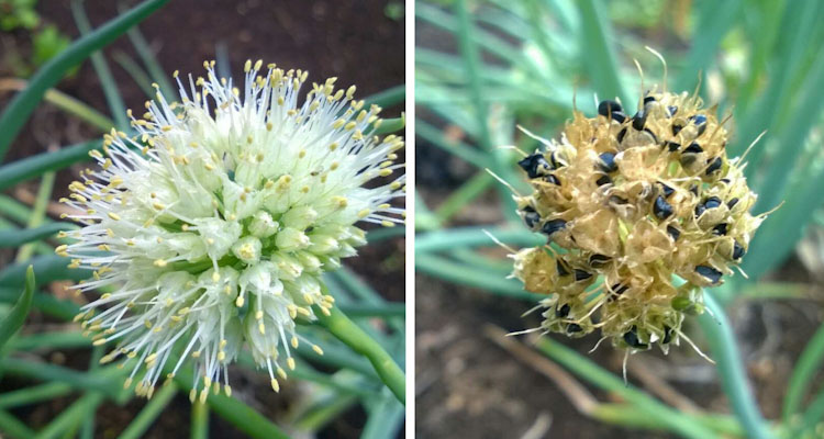 Bunching Onion Flower With Seeds