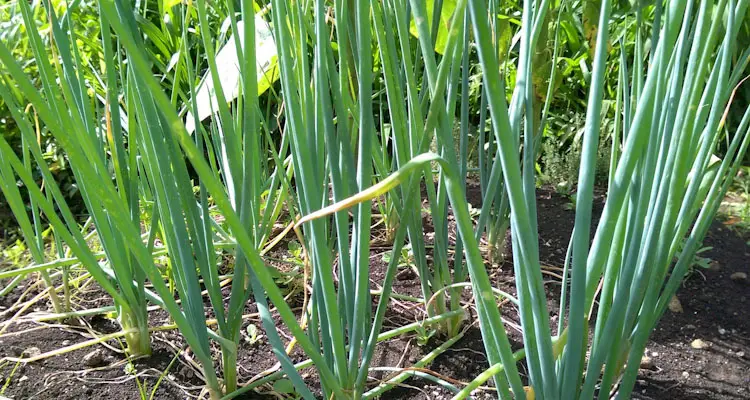 Bunching Onion Planted In Grid