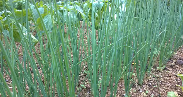 Bunching Onion Planted In Rows