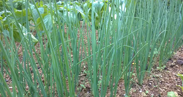 How To Grow Bunching Onions From Seeds (Step By Step Guide)