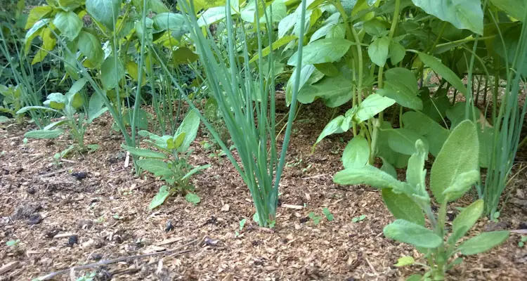 Bunching Onion Sage Basil Intercrop